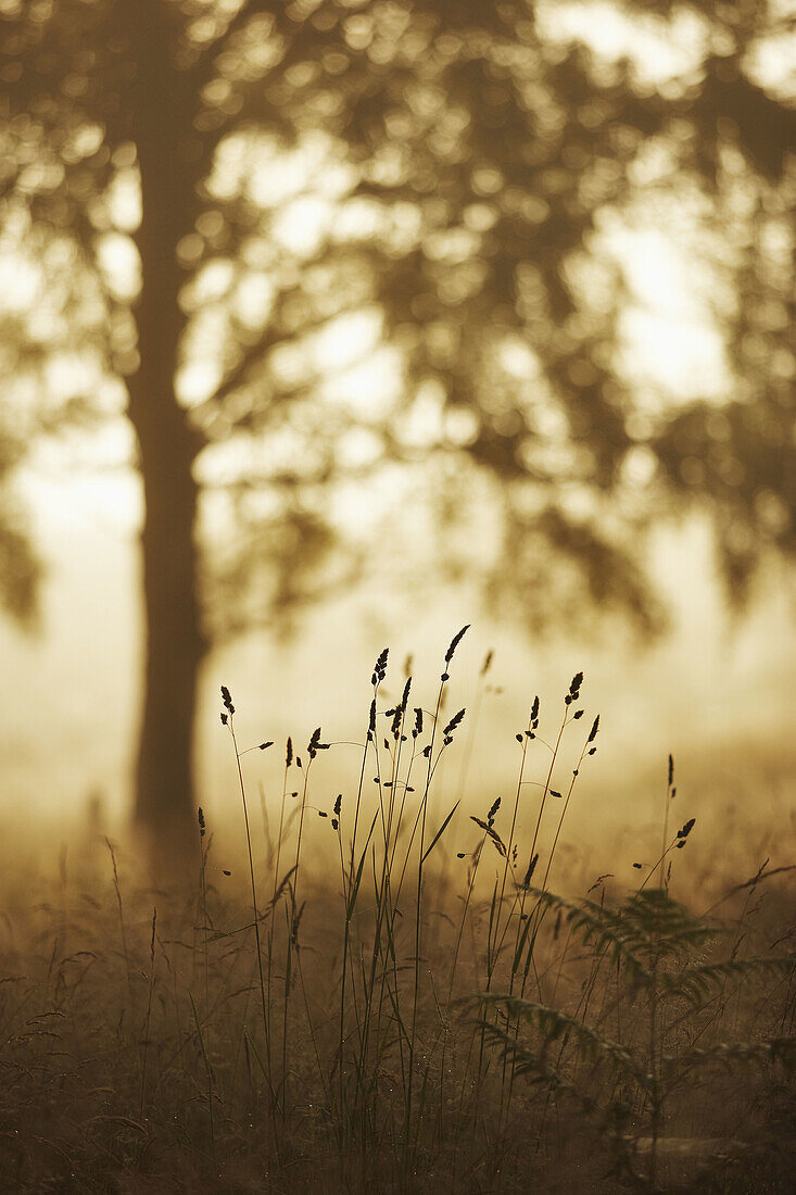 Grass seed heads silhouetted in early morning light on woodland edge, Rothiemurchus, Cairngorms National Park, Scotland