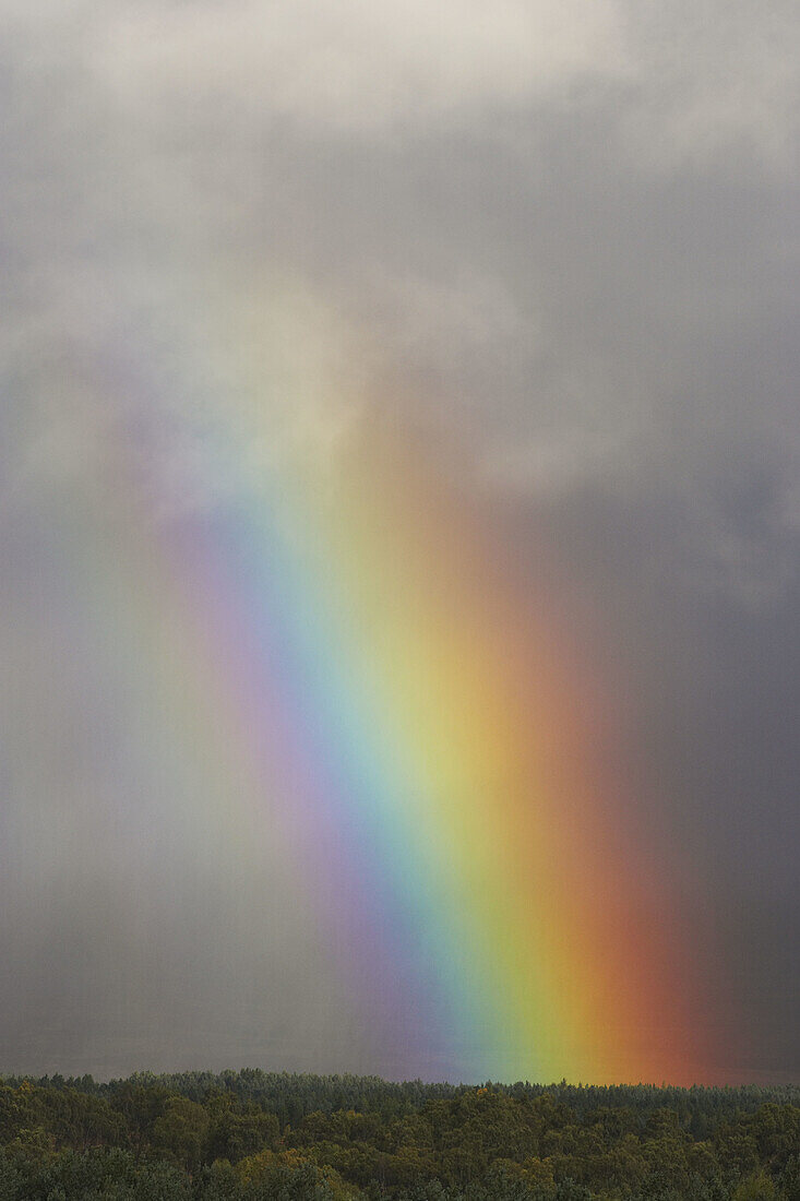 Rainbow over forest  Scotland  October 2006