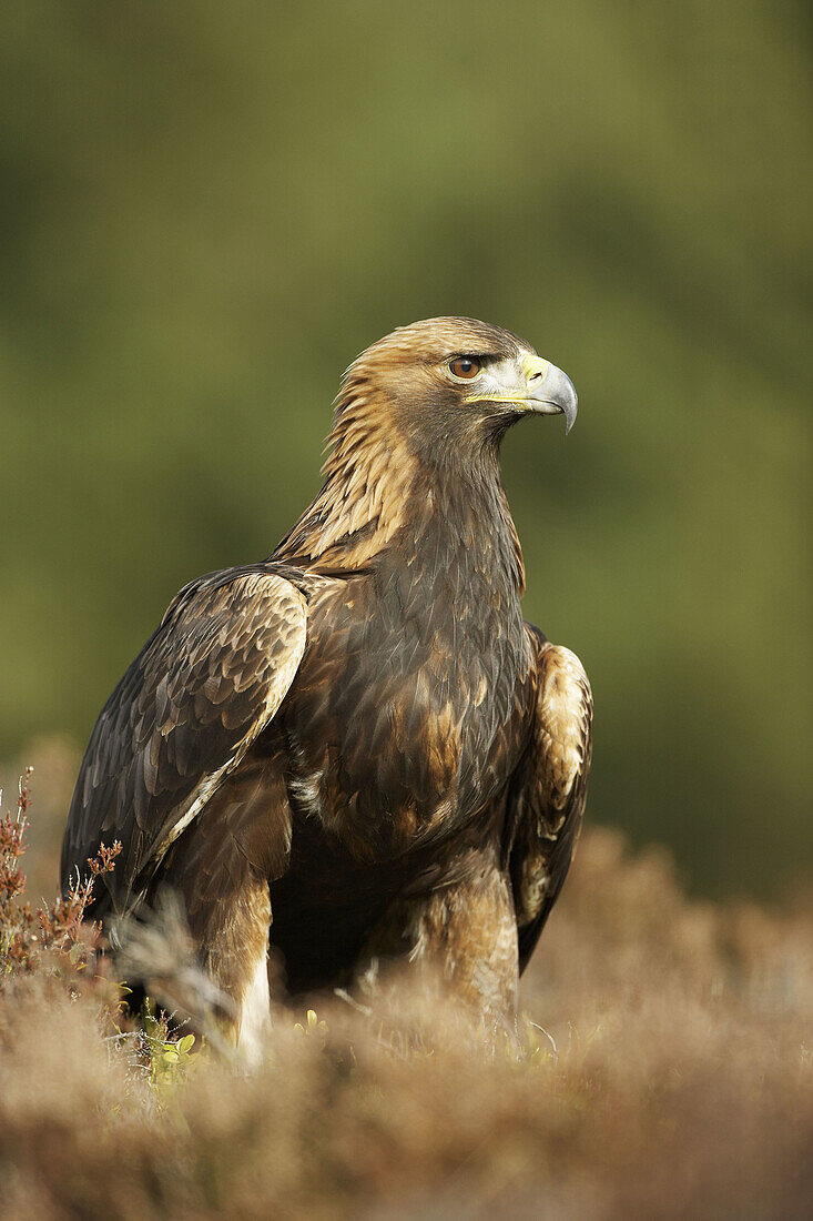 Golden eagle Aquila chrysaetos portrait of sub-adult female on heather moor  Scotland  February 2006