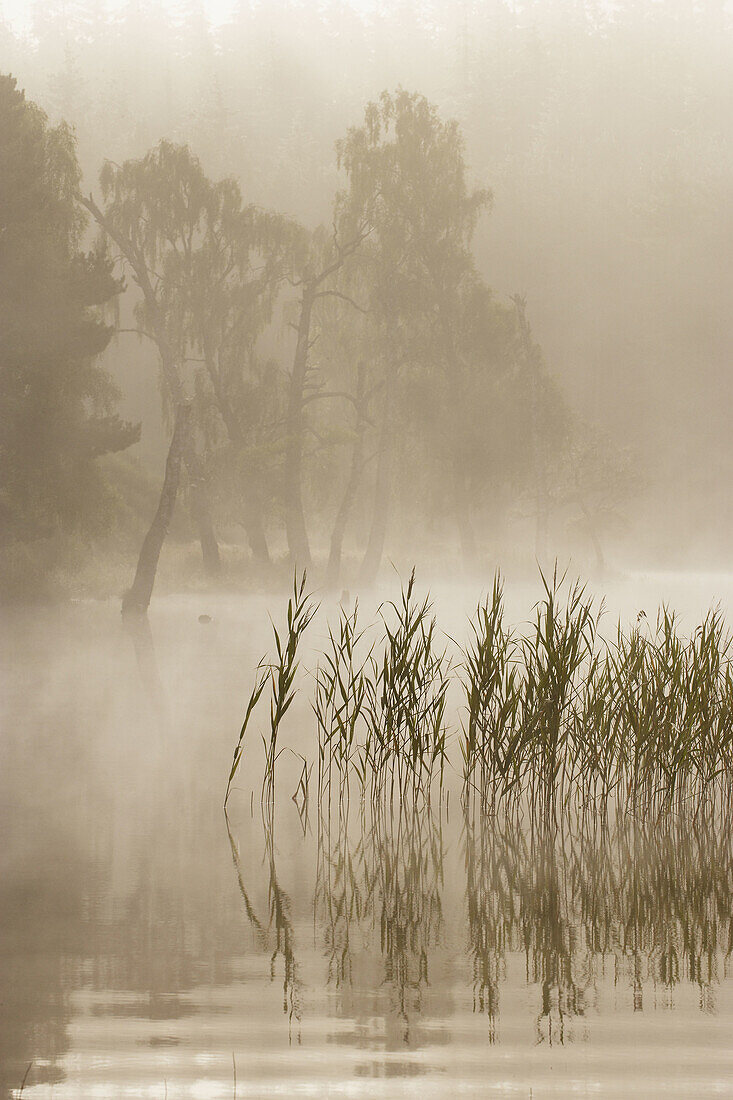 Loch Pityoulish on misty morning in late summer, Cairngorms National Park, Scotaland, August 2007