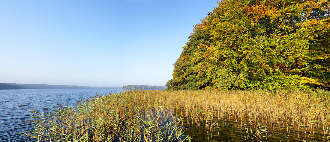 Stechlinsee bei Neuglobsow, Land Brandenburg, Deutschland