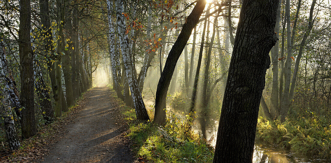 Alley between Lehde and Leipe, Spree Forest, Brandenburg (state), Germany