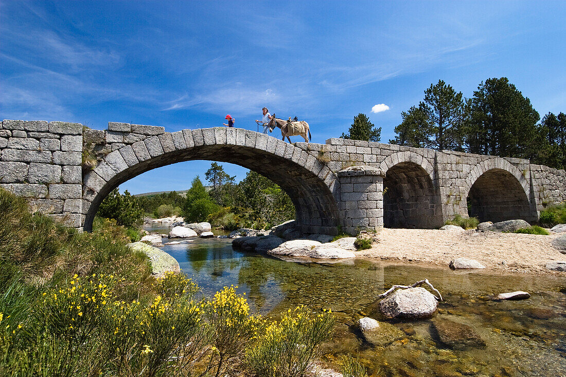 hiking with donkey aboth the bridge Pont du Tarn in the Cevennes Nationalpark, France