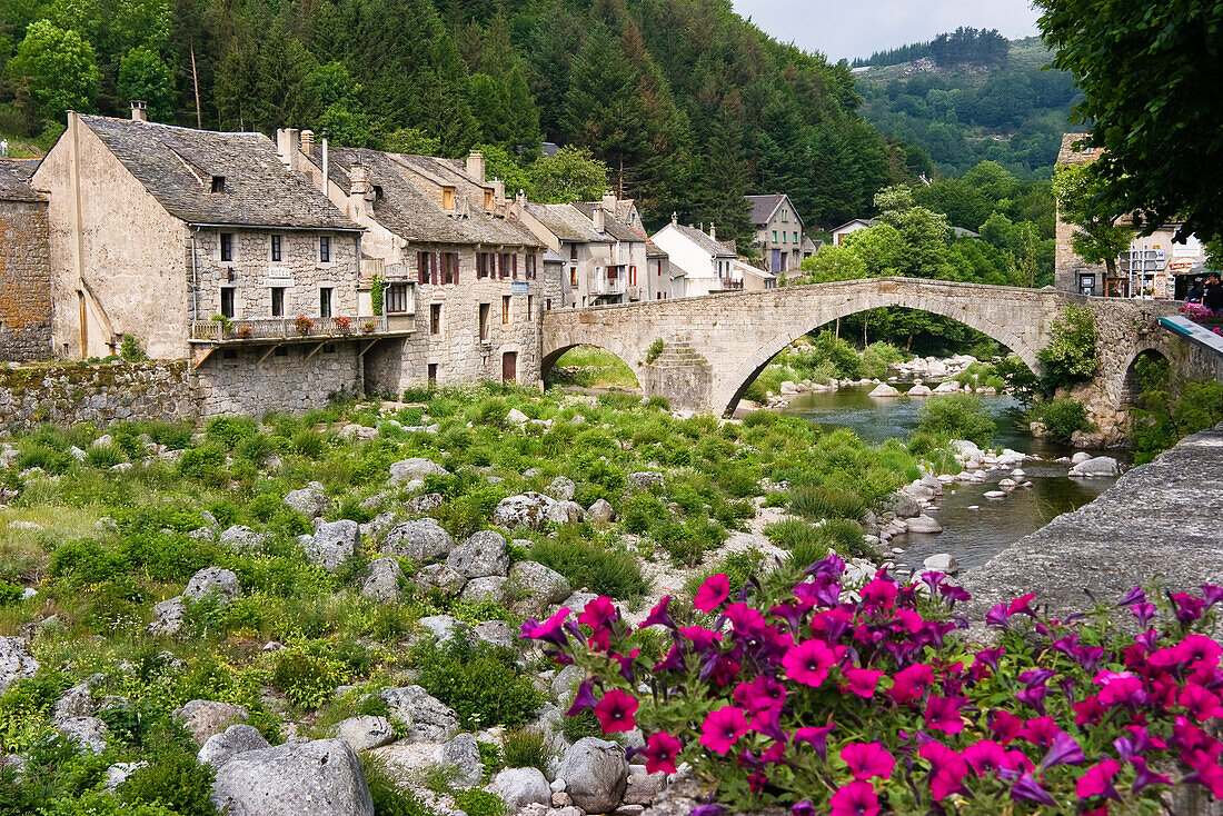 Idyllic field of petunias in front of the bridge Pont de Montvert, Cevennes, France, Europe