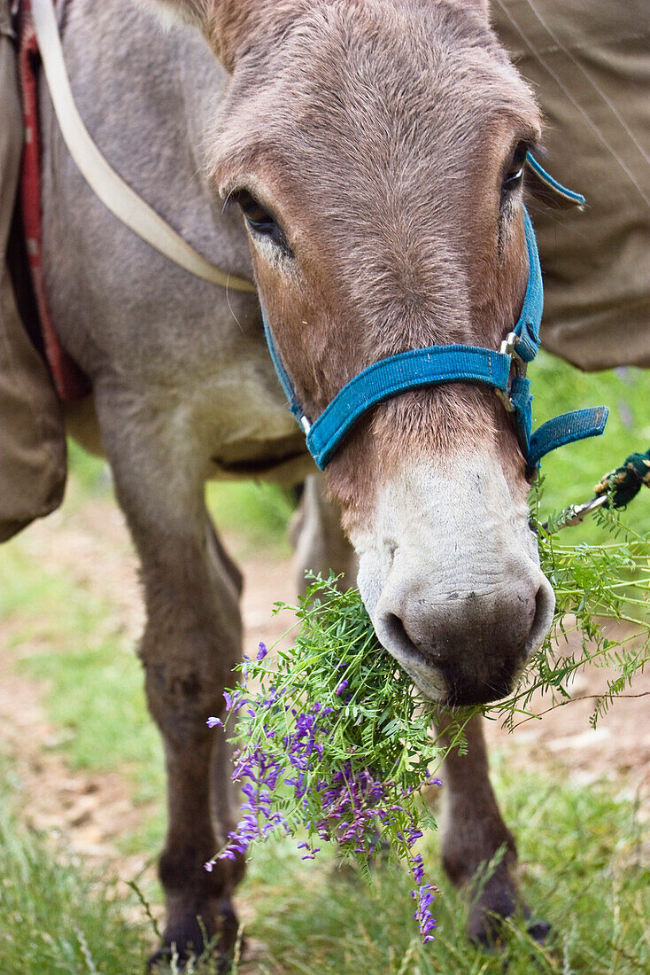 Donkey is eating a bundge of violett flowers in Equus asinus, Southern France