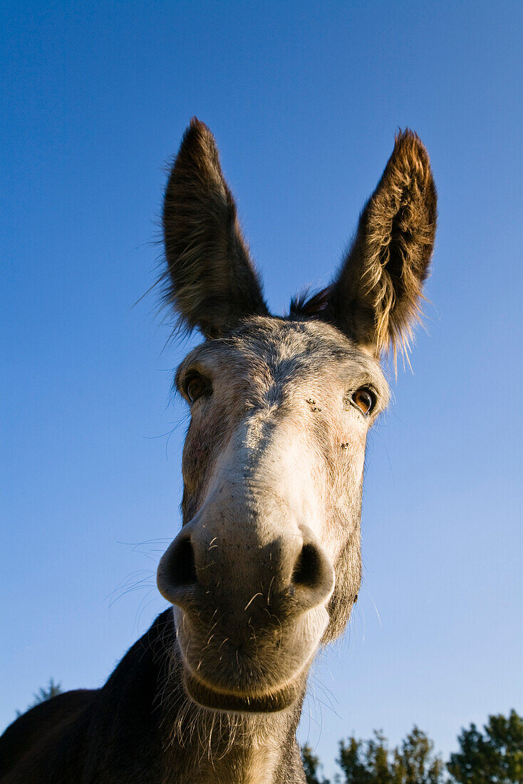 Donkeyhead, family-hiking with a donkey in the Cevennes mountains, France