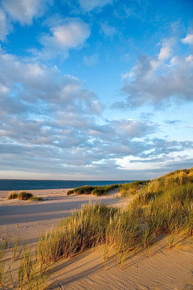 Dunes on Ellenbogen, Sylt Island, North Frisian Islands, Schleswig-Holstein, Germany
