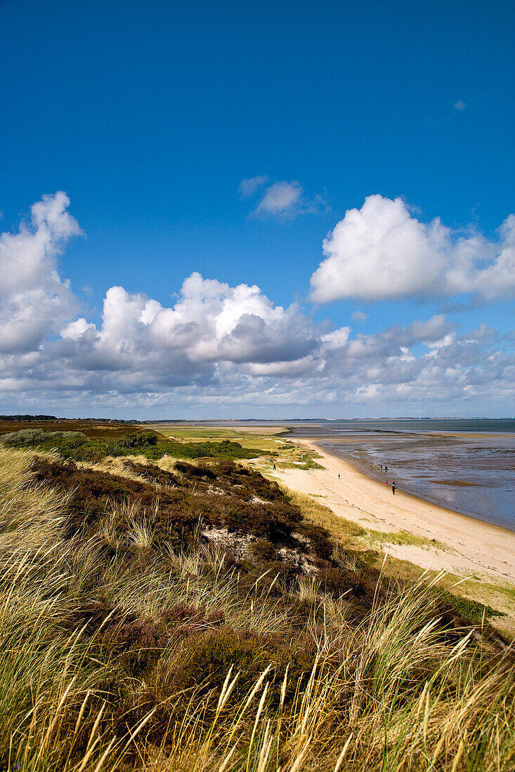 Braderup Heathland and Beach, Sylt Island, North Frisian Islands, Schleswig-Holstein, Germany