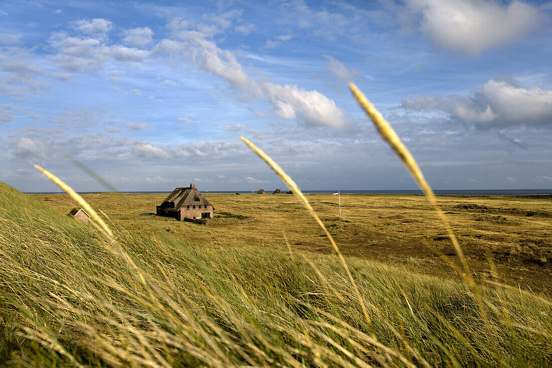 Thatched house, Ellenbogen, Sylt Island, Schleswig-Holstein, Germany