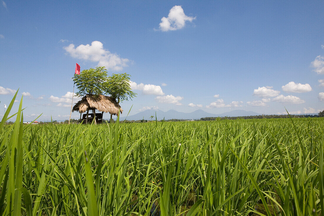 Hütte im Reisfeld unter blauem Himmel, Bali, Indonesien