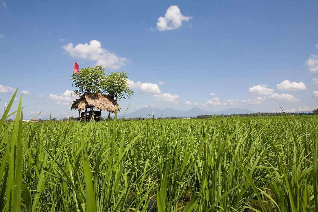 Hut in a rice field under blue sky, Bali, Indonesia