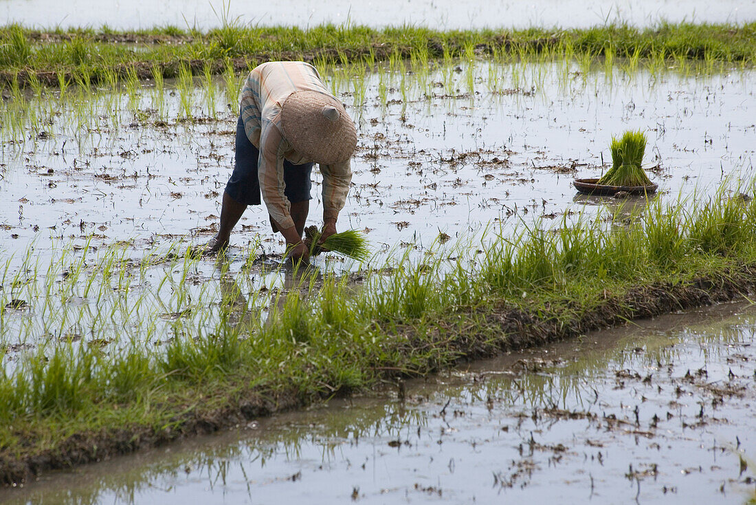 Balinesische Frau arbeit im Reisfeld, Bali, Indonesien