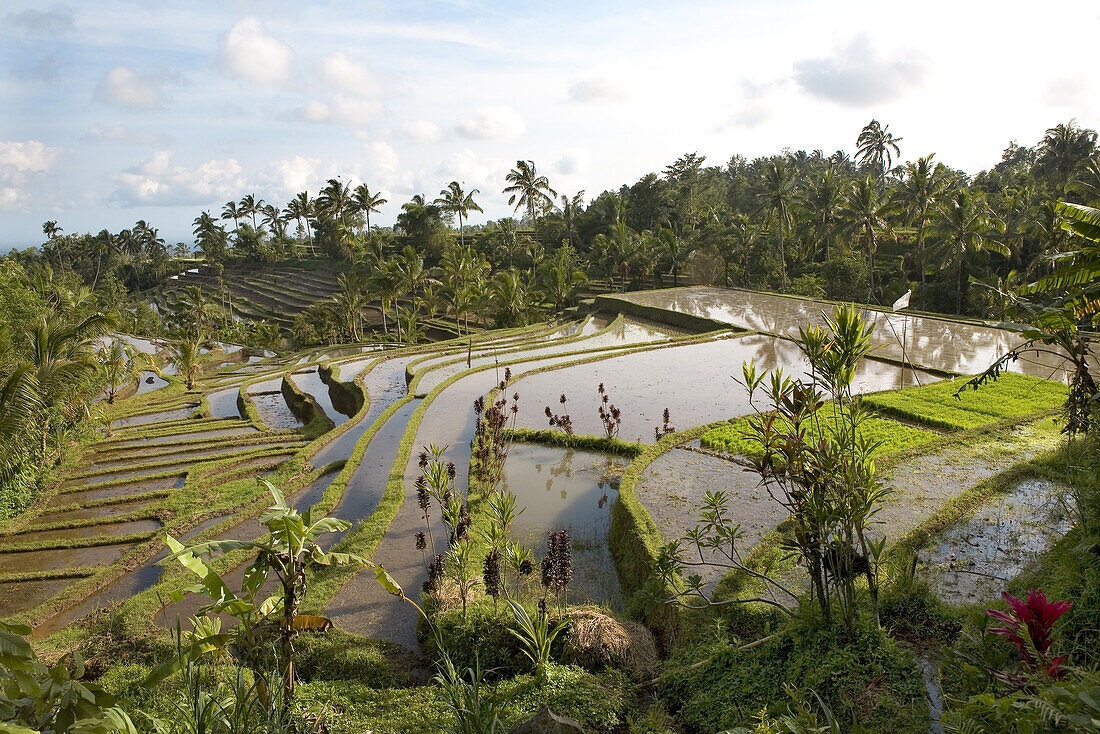 Rice fields, rice terraces and palm trees, Bali, Indonesia