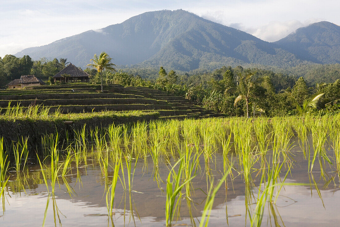 Reisfelder, Reisterrassen vor Bergen, Bali, Indonesien