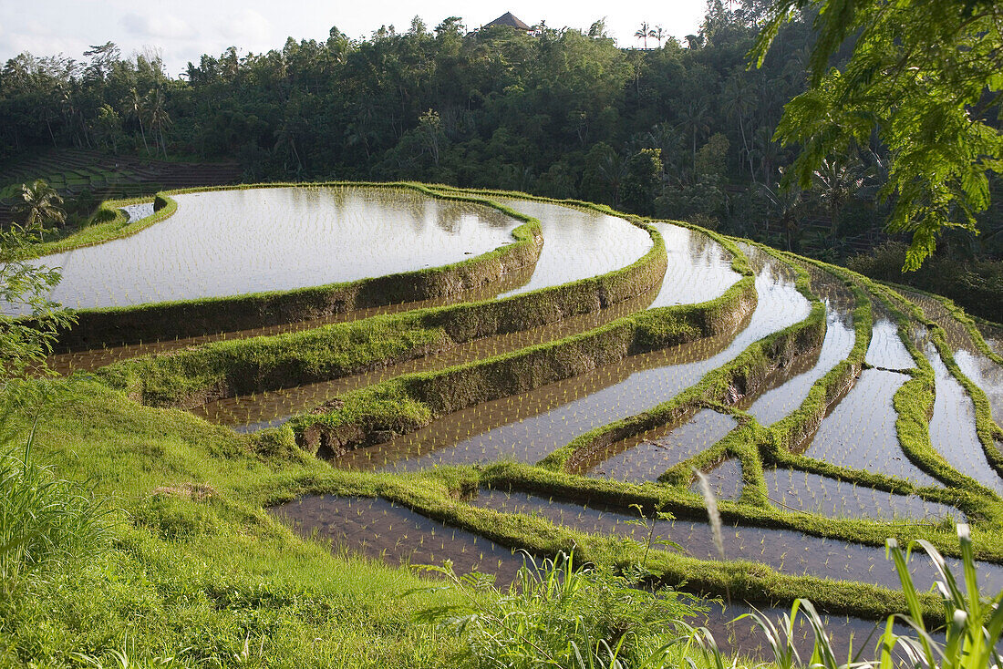 Deserted rice fields, rice terraces, Bali, Indonesia