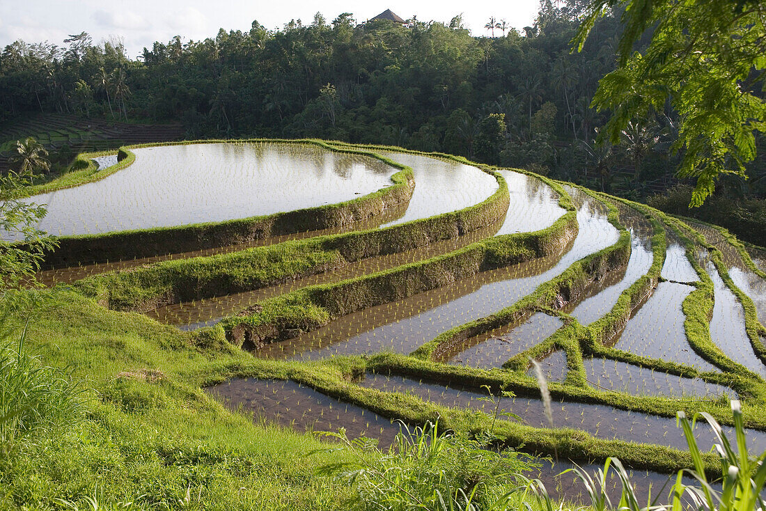 Menschenleere Reisfelder, Reisterrassen, Bali, Indonesien