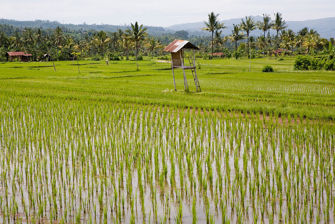 Hütte in Reisfeldern, Bali, Indonesien
