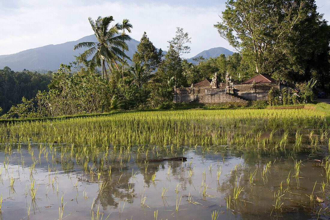 Reisfeld vor einem Hindu Tempel, Bali, Indonesien