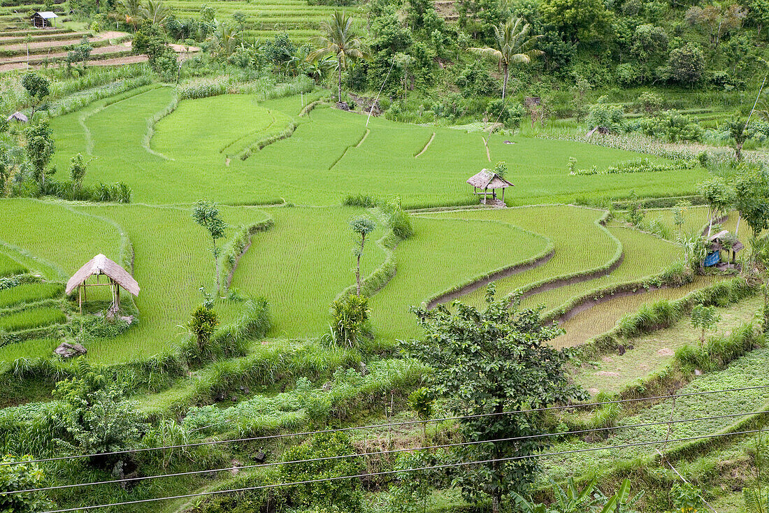Blick auf Reisfelder, Reisterrassen und kleine Hütten, Bali, Indonesien