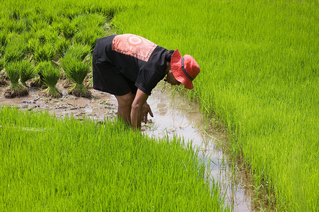 Balinesische Frau arbeit in einem Reisfeld, Bali, Indonesien