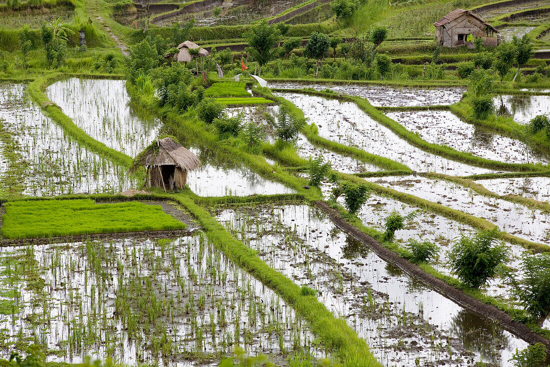 Menschenleere Reisfelder und kleine Hütten, Bali, Indonesien