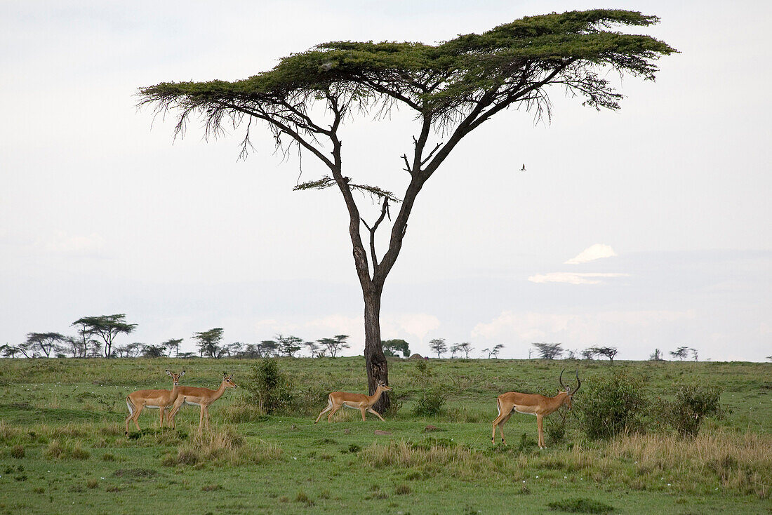 Impala Antelopes under a umbrella thorn acacia in Masai Mara, nature reserve and wild life reserve, Kenia, Africa