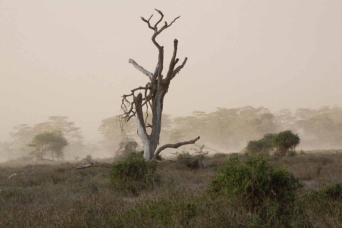 Sandsturm und abgestorbener Baum im Amboseli Nationalpark beim Kilimanjaro, Kenia, Africa