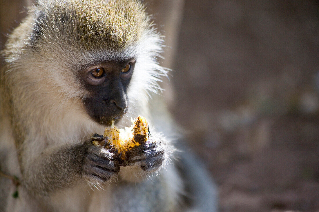 Monkey eating a fruit at Amboseli National Park, Kenya, Africa
