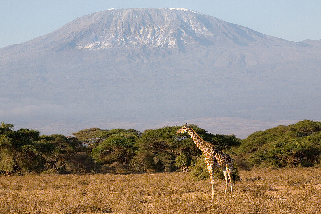 Giraffe in front of Kilimanjaro at Amboseli National Park, Kenya, Africa
