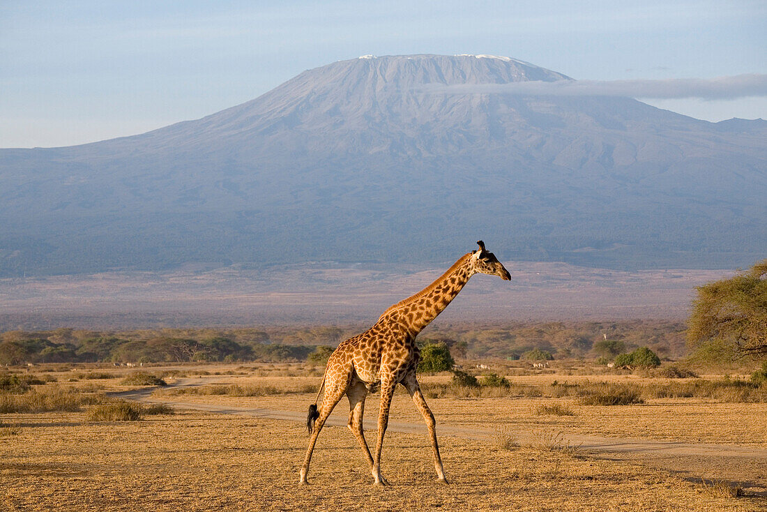 Giraffe in front of Kilimanjaro at Amboseli National Park, Kenya, Africa