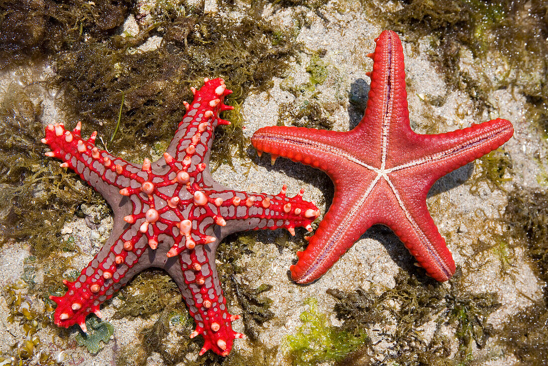 Red starfishes, Kenya, Africa