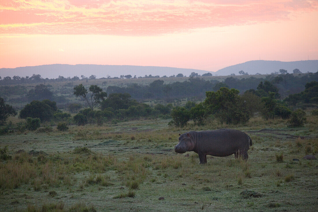 Hippo at Masai Mara National Park at dawn, Kenya, Africa