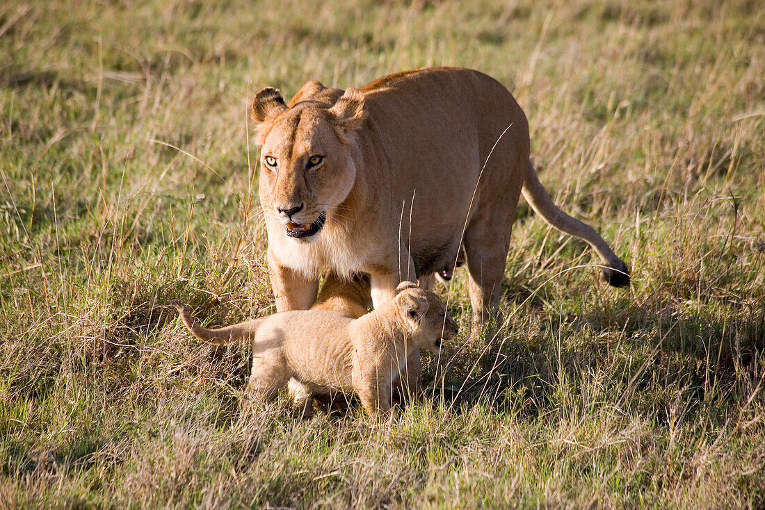 Lioness with two cubs at Masai Mara … – License image – 70216305 lookphotos