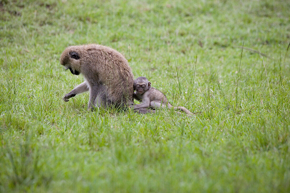 Monkey siting with cub in the gras at Masai Mara National Park, Kenya, Africa