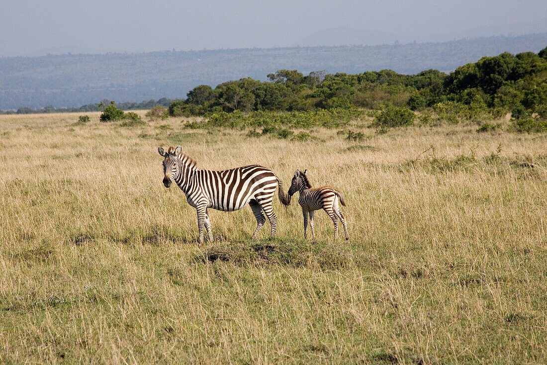 Zebra mit Jungtier im Masai Mara Nationalpark, Kenia, Afrika