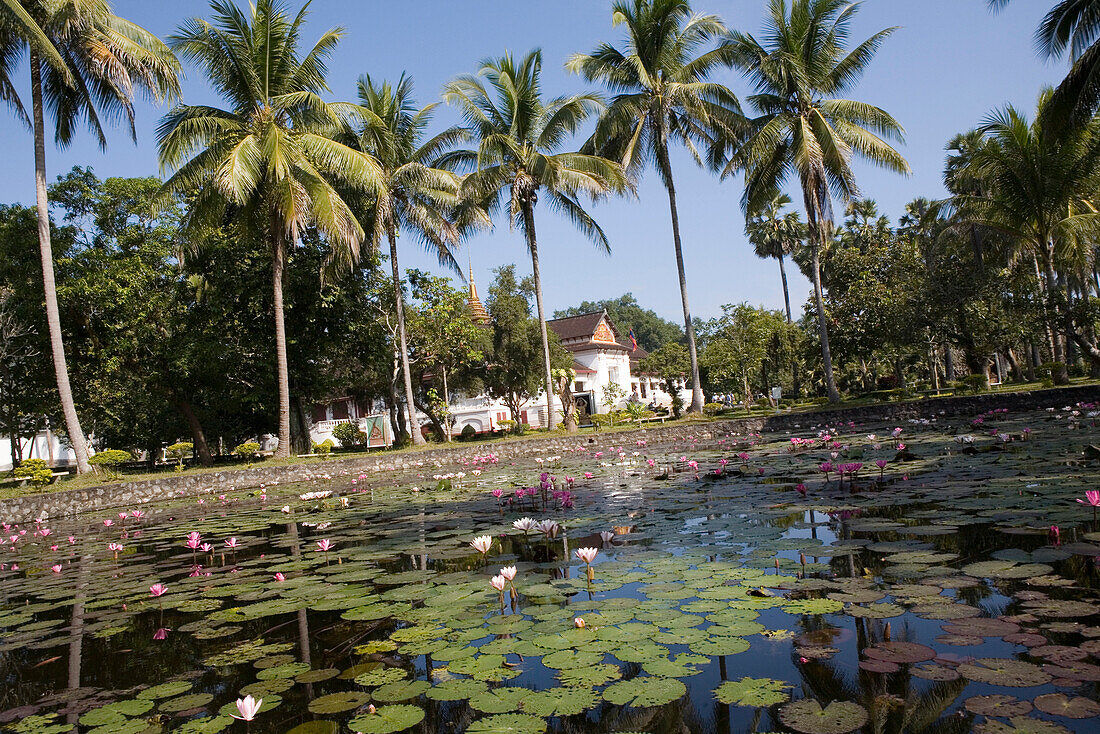 Teich mit Lotusblüten und Palmen im Garten des Königspalastes Ho Kham, Luang Prabang, Laos