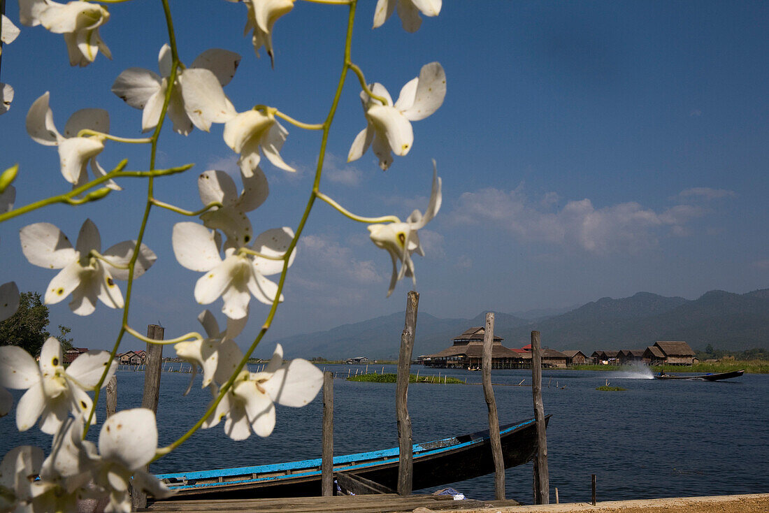 Blick über den Inle See mit weissen Blüten im Vordergrund, Shan Staat, Myanmar, Burma