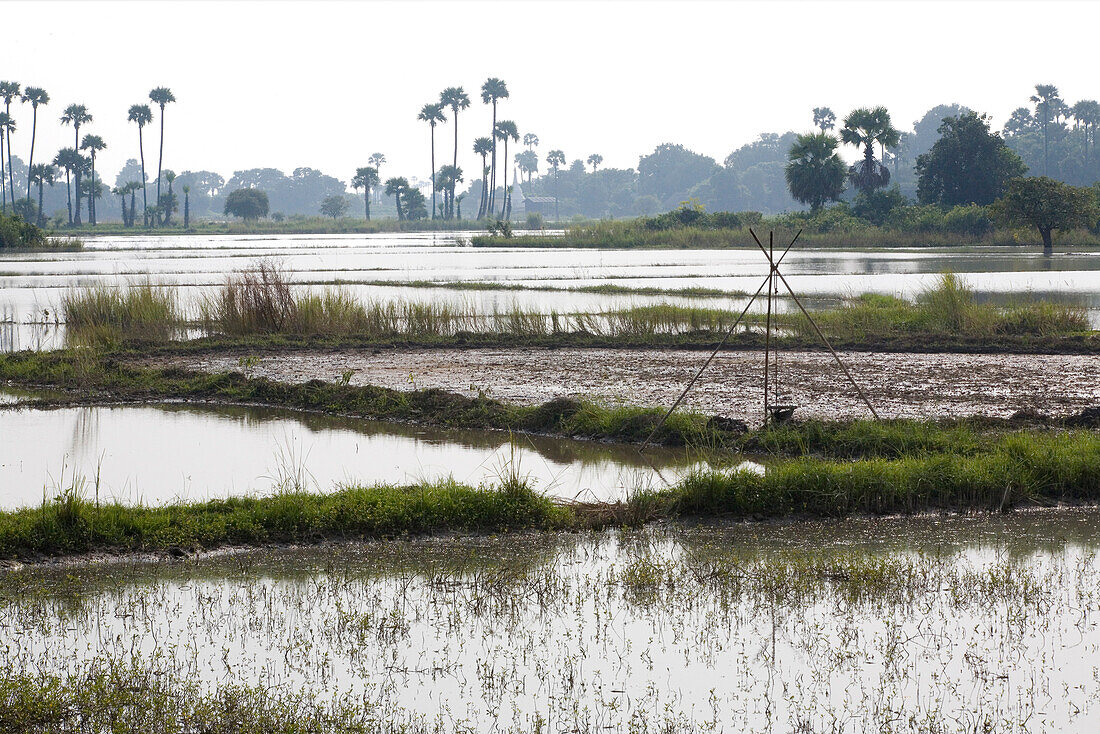 Reisfelder auf der Insel Inwa ( Ava ) am Ayeyarwady bei Amarapura, Myanmar, Burma