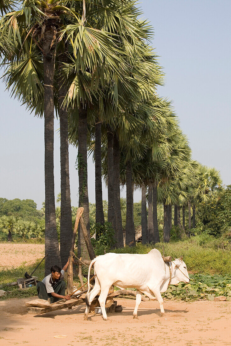 Burmese farmer working with an oxen at a millstone near Mount Popa, Myanmar, Burma
