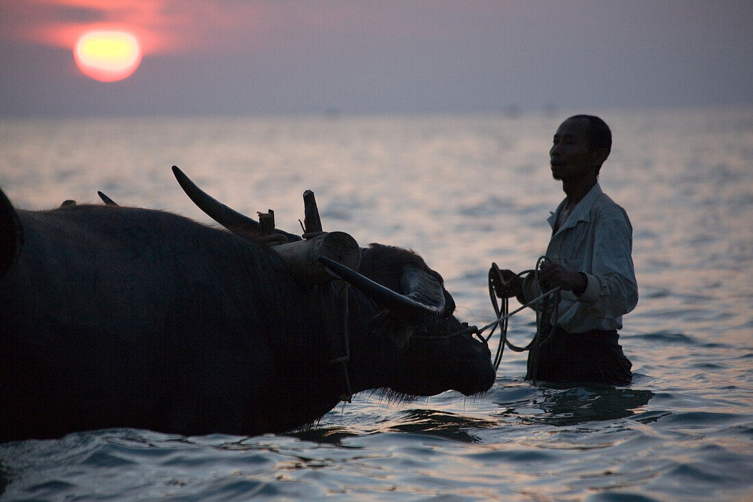 Mann mit Ochsen im Sonnenuntergang in Ngapali Beach am Golf von Bengalen, Rakhine-Staat, Myanmar, Burma