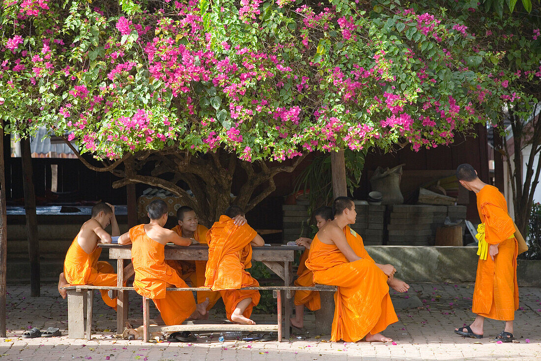Buddhistic monks under a Bougainvillea tree at monastery Wat Ku Tao, Ciang Mai , Thailand