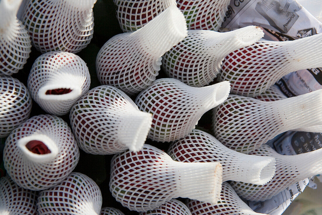 Rosen mit Plastikschutz auf dem Blumenmarkt in Chiang Mai, Provinz Ciang Mai, Thailand