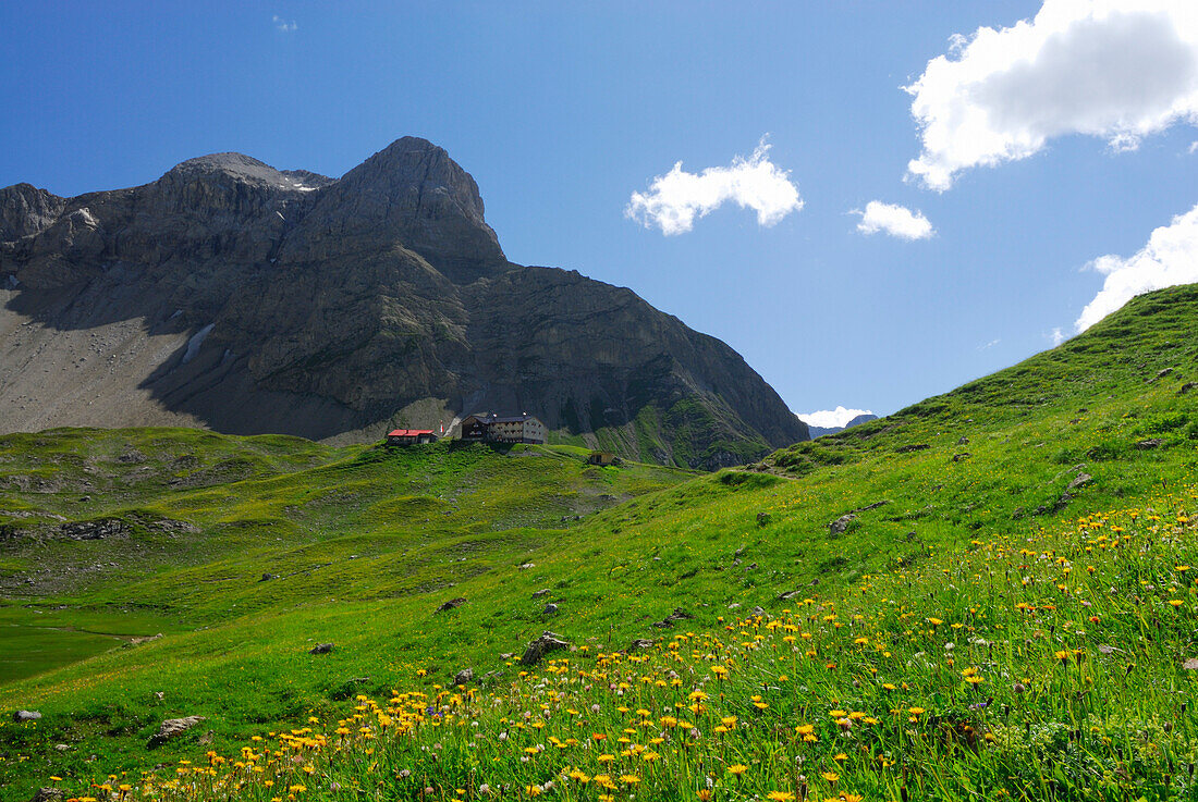 Blumenwiese mit Memminger Hütte und Blick auf Vorderer Seekopf, Lechtaler Alpen, Tirol, Österreich