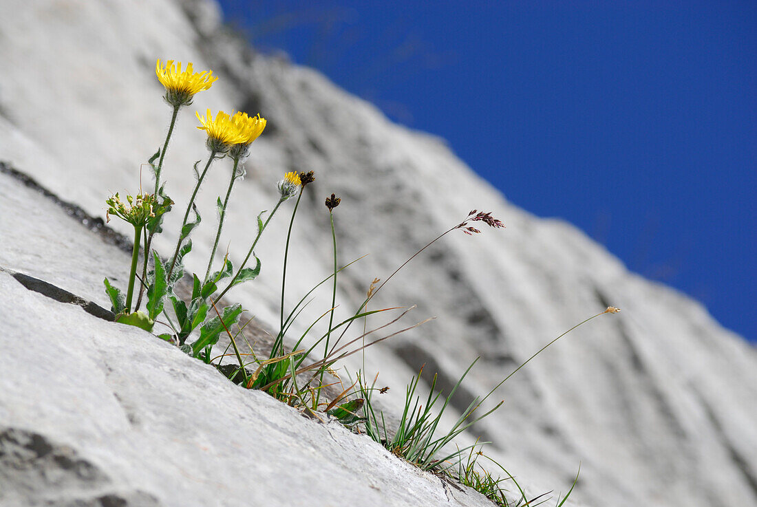 hawkweed growing on rock, Steinernes Meer range, Berchtesgaden range, Salzburg, Austria
