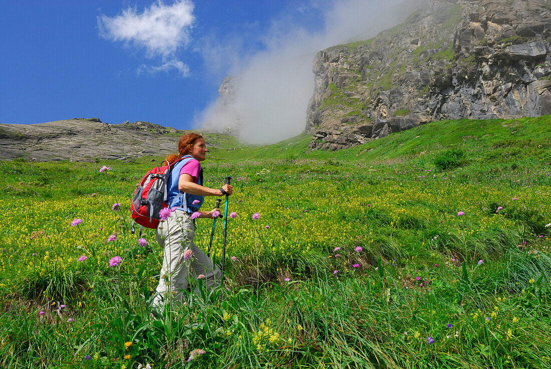 young woman hiking on trail through sea of flowers, ascent to hut Schwarzenberghütte, Hohe Tauern range, National Park Hohe Tauern, Salzburg, Austria