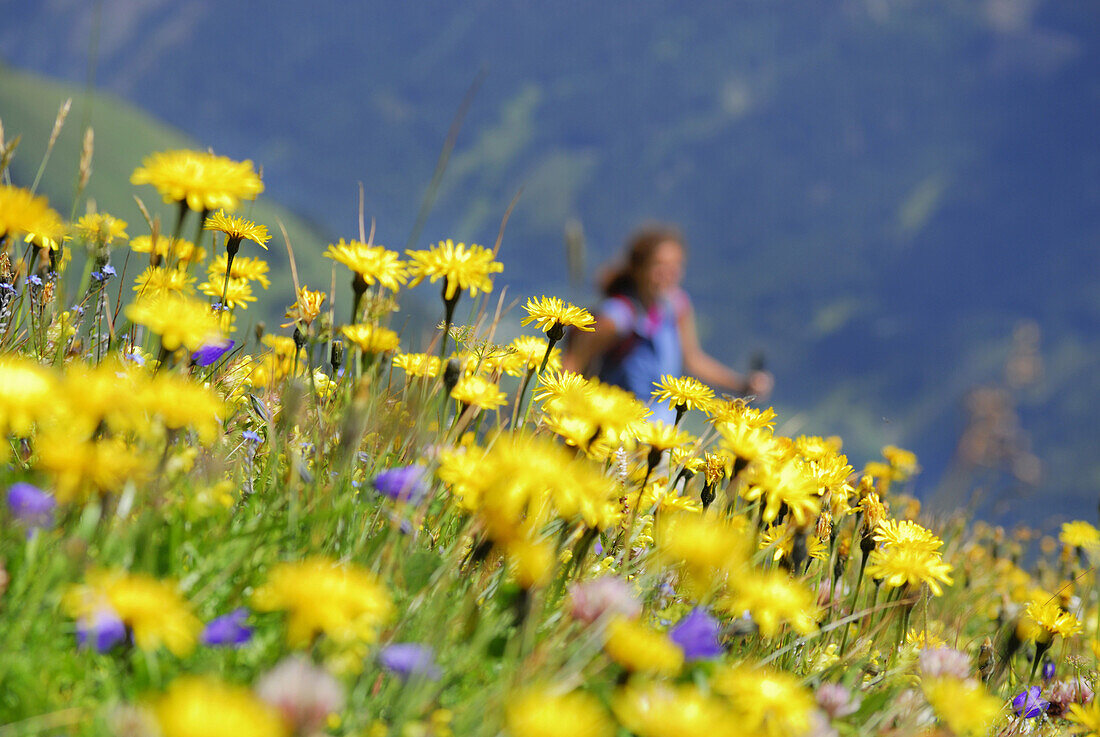 Blick auf eine Blumenwiese zu einer Frau, Nationalpark Hohe Tauern, Salzburg, Österreich