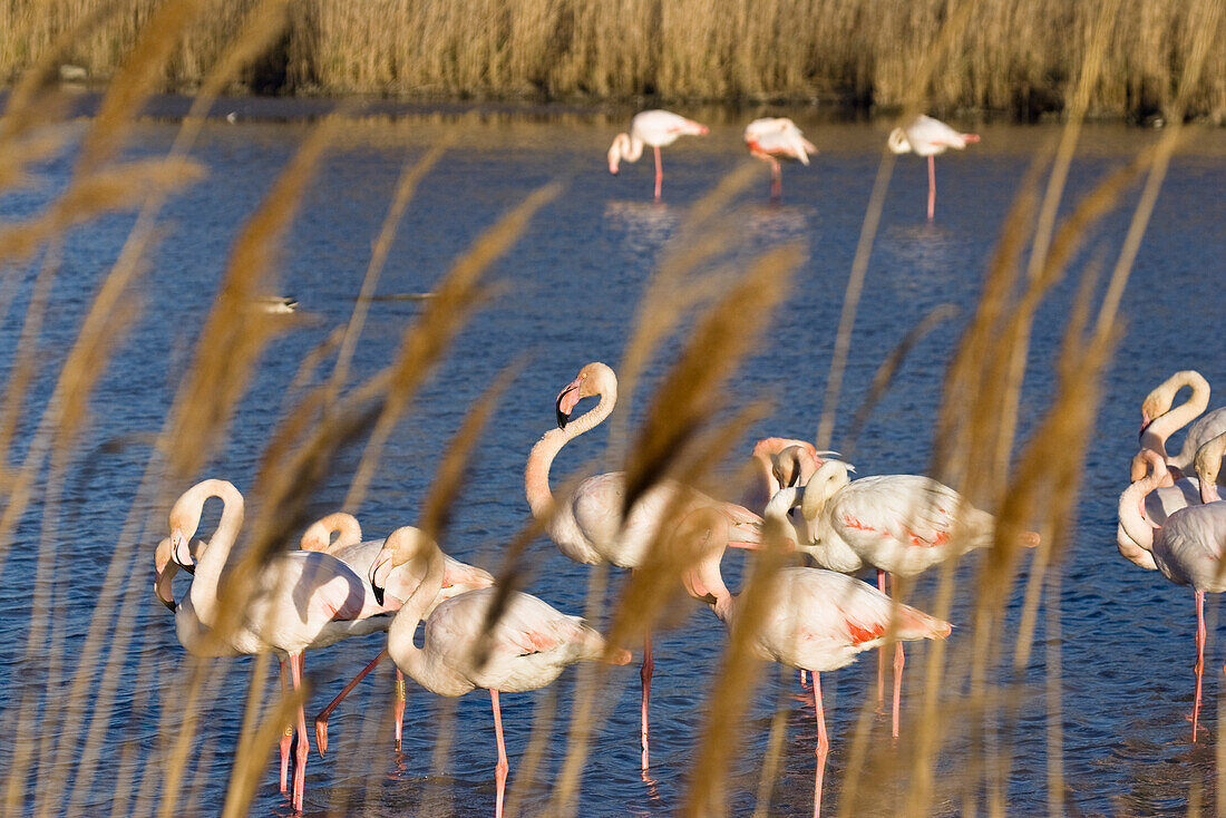 Greater Flamingoes, Phoenicopterus ruber, Camargue, France