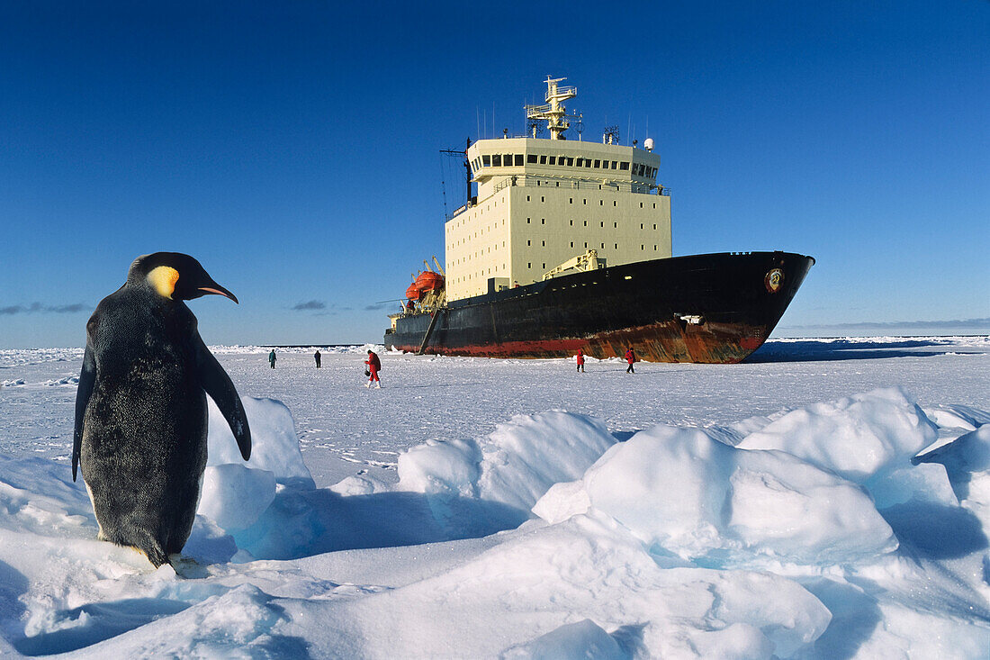 Kaiserpinguin und russischer Eisbrecher, Aptenodytes forsteri, Antarktis