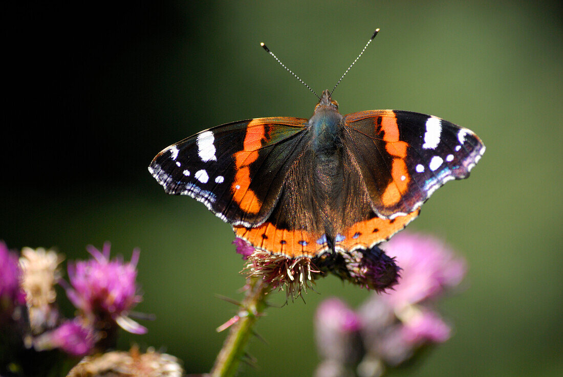 Admiral auf Distel, Vanessa atalanta, Schobergruppe, Hohe Tauern, Nationalpark Hohe Tauern, Osttirol, Österreich