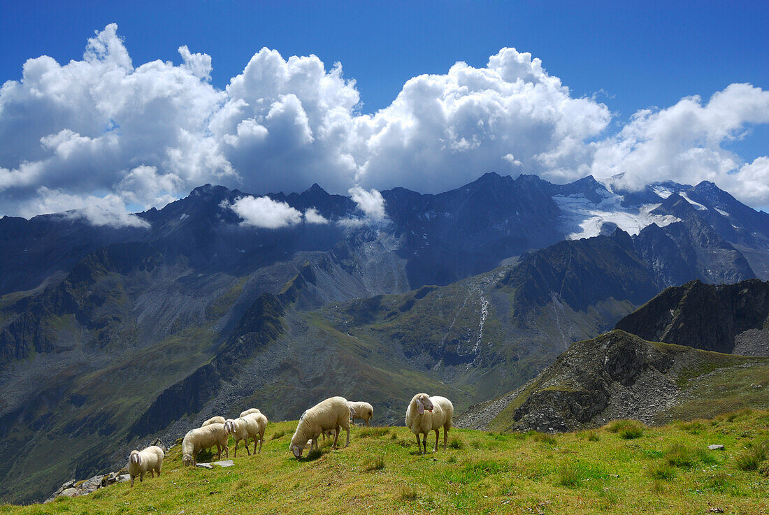 herd of sheep on green meadow, Ruderhofspitze in background, Stubaier Alpen range, Stubai, Tyrol, Austria